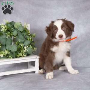 Brooke, Border Collie Puppy